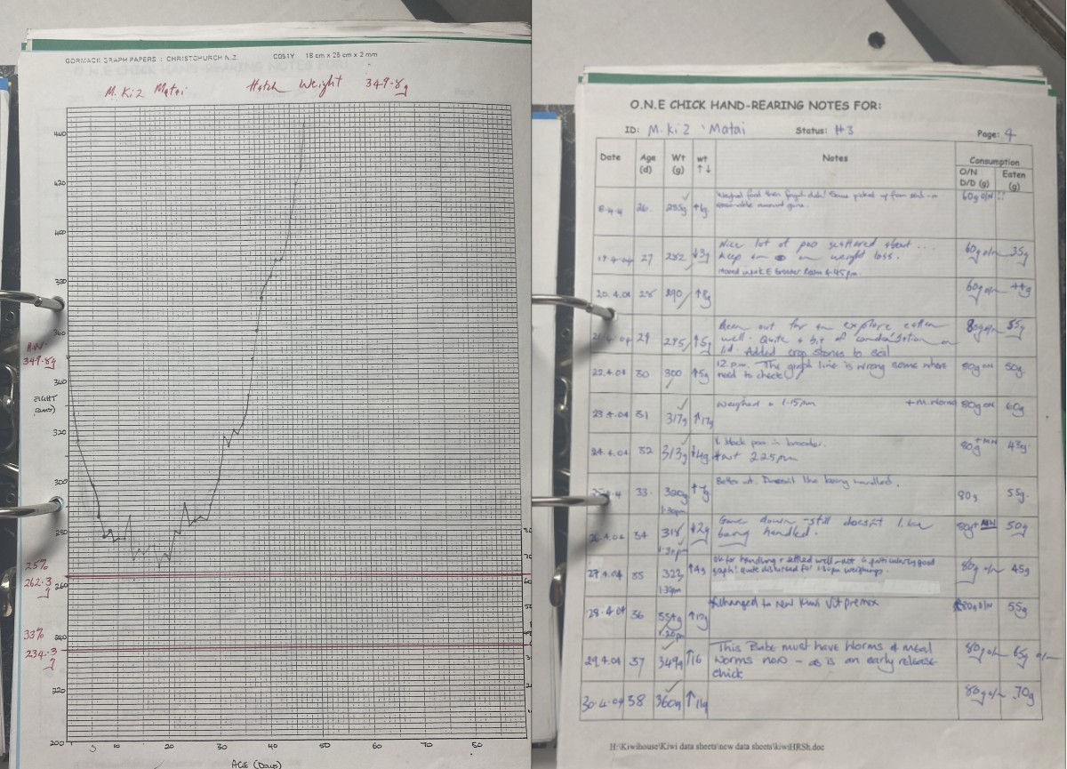 Matai notes kiwi